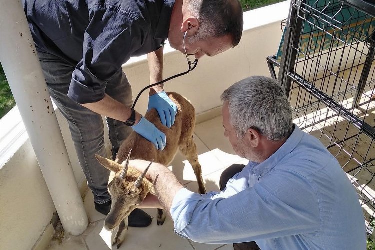 Adıyaman da yaralı yavru dağ keçisi tedavi altına alındı Eko Yaşam