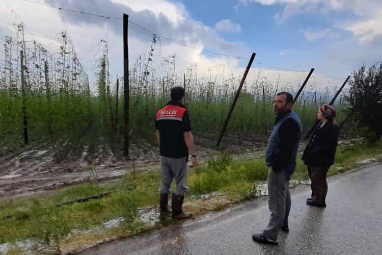 Bilecik Pazaryeri'ndeki tarım alanlarında hasar tespiti sürüyor