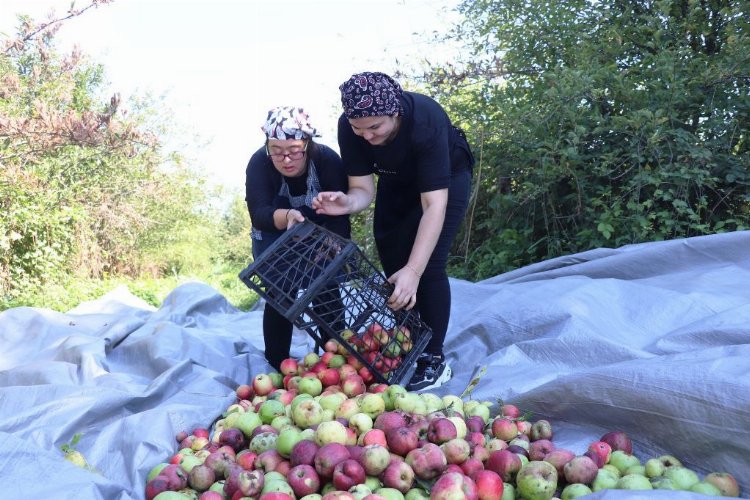 Düzce’de 'kusursuz' hasat