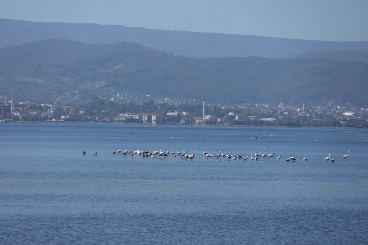 Flamingolar İzmit Körfezi'nde...