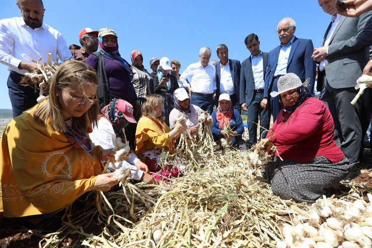 Gaziantep'te sarımsak hasadı