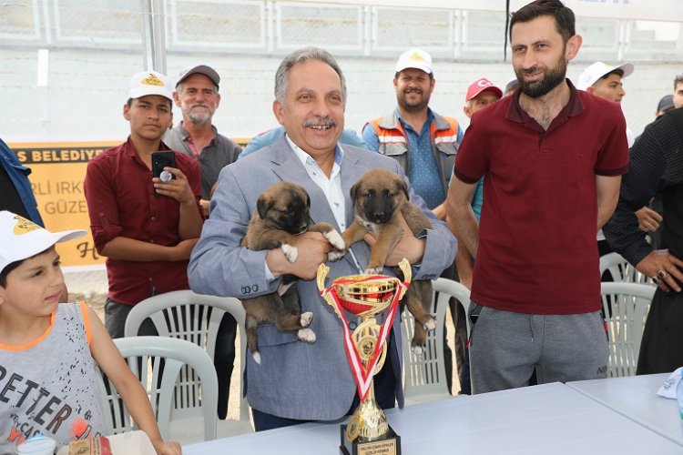 Kayseri Talas'ta Çoban Köpekleri Güzellik Yarışması