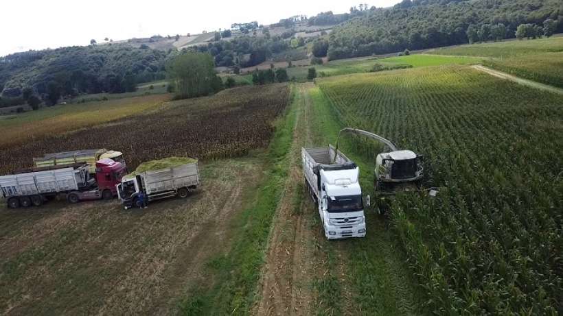 Kocaeli’de Mısır Hasadı Mesaisi Sürüyor