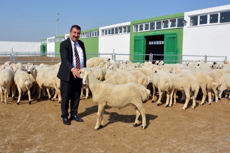 Küçükbaş hayvan işletmelerinde kurbanlık satışları tavan yaptı