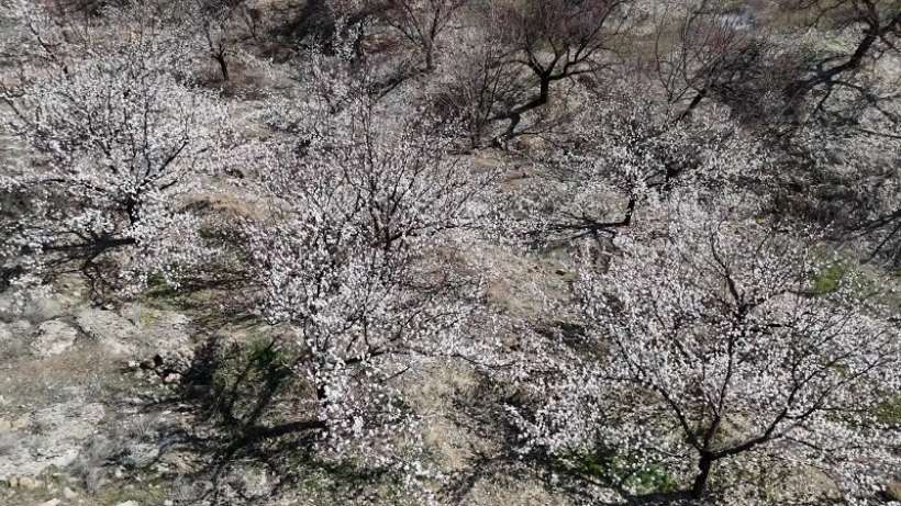 Malatyada Kayısı Ağaçları Çiçek Açtı, Çiftçiler Zorlu Sezona Hazırlanıyor