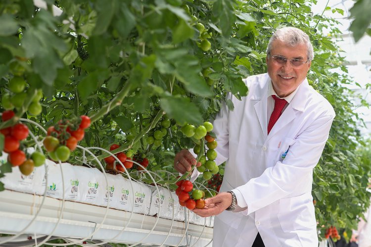 Sakarya'da domatesler serada kızarıyor... Hasat yakında başlayacak