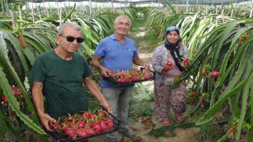 Silifkenin Tropik Meyvesinde Hasat Başladı