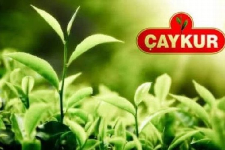 İşte 2022 yılı ÇAYKUR yaş çay kilo fiyatı