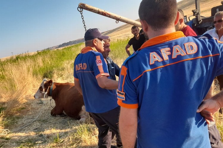 Adıyaman'da AFAD ekipleri kanala düşen ineği kurtardı