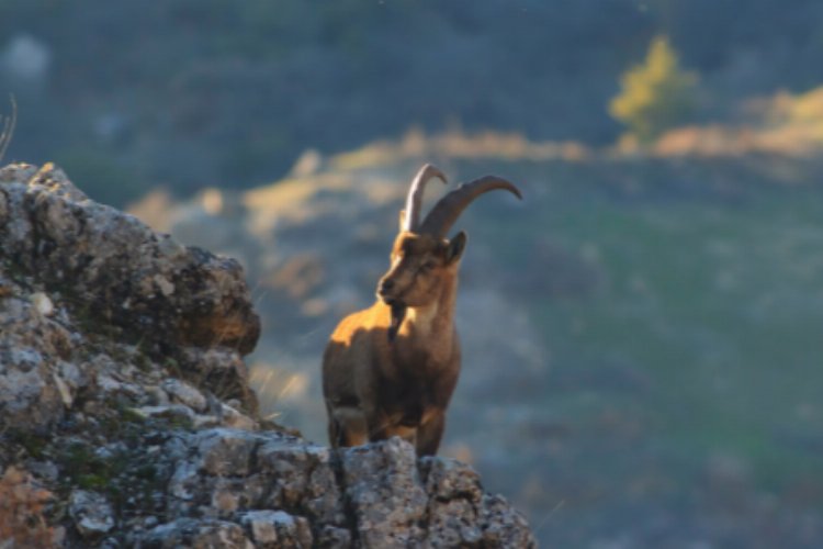 Adıyaman'da yaban keçisi avı 508 bin liraya mal oldu!