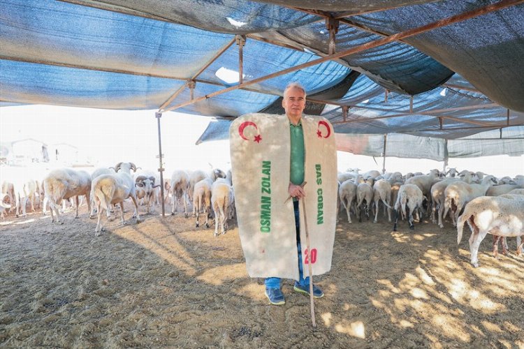 Başkan Zolan çoban kepeneği giydi, koyun kırktı