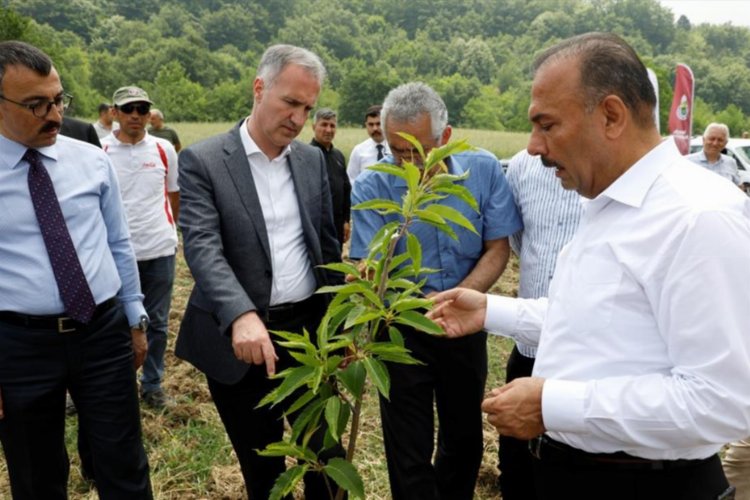 Bursa'da kestane İnegöl'de hayat bulacak