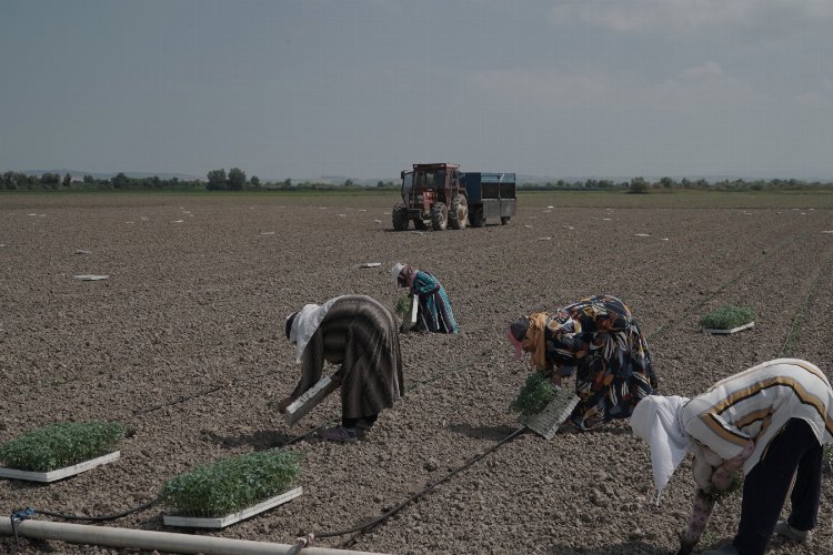 Bursa Mustafakemalpaşa'da salçalık domatesler ekildi