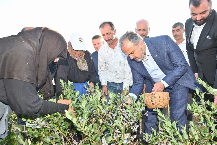 Bursa Orhaneli'de yaban mersininde hasat vakti