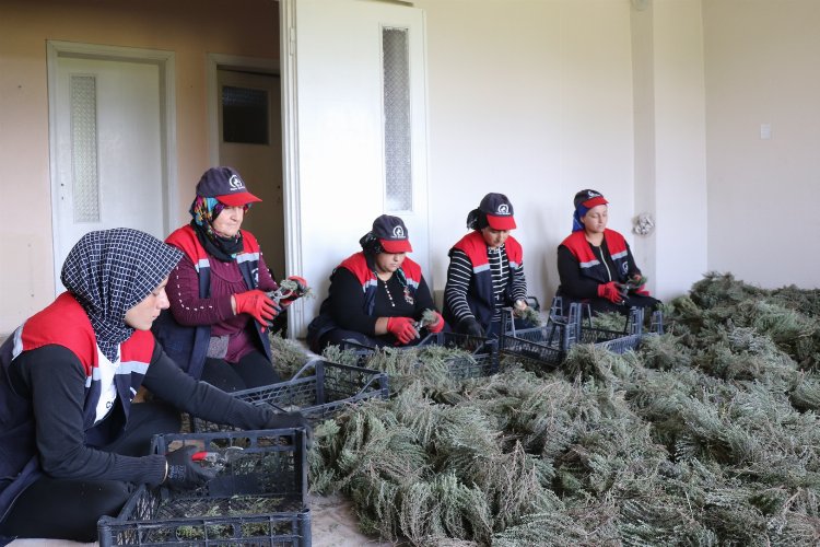 Düzce’de kekik hasadı başladı