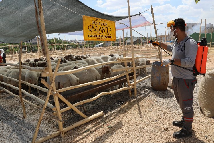 Gaziantep'te kurbanlık alanlar ilaçlanıyor