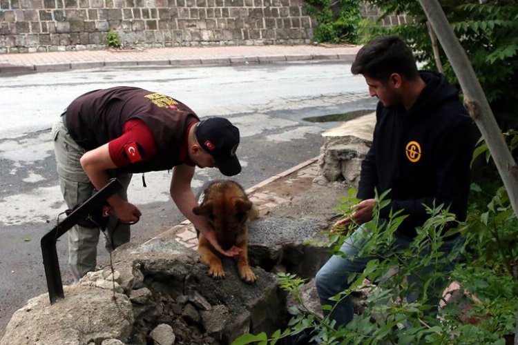 Kayseri'nin 'Reks'i iz peşinde