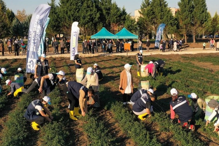 Kocaeli'de Sekapark organik tarıma geçiyor