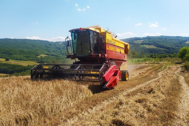 Kocaeli İzmit'te 'siyez' bereketi