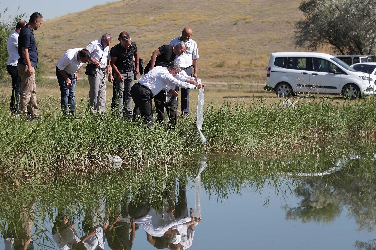 Kütahya Yedigöller'e 150 bin adet balık bırakıldı