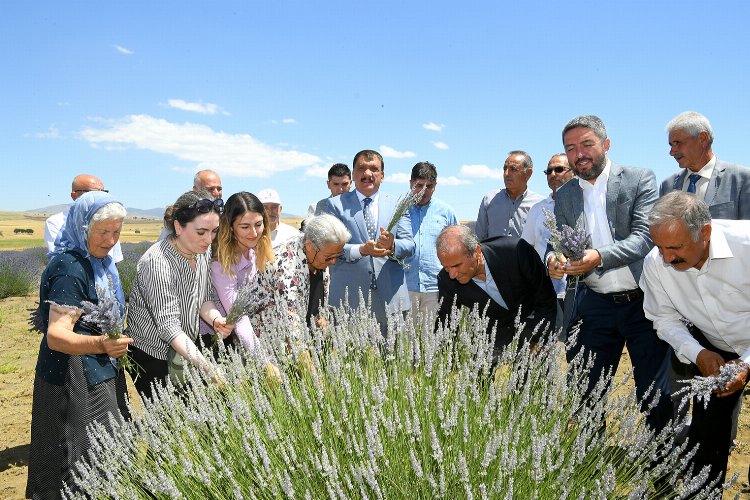 Malatya Arguvan'da lavanta hasadı