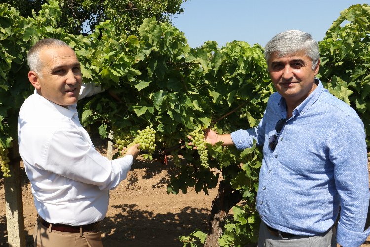 Manisa'da üzümde salkım güvesine karşı biyoteknik mücadele