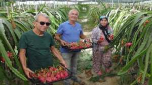 Silifke'nin Tropik Meyvesinde Hasat Başladı