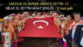 UMUDUN VE BARIŞIN SİMGESİ ZEYTİN ve MİLAS 10.ZEYTİN HASAT ŞENLİĞİ…